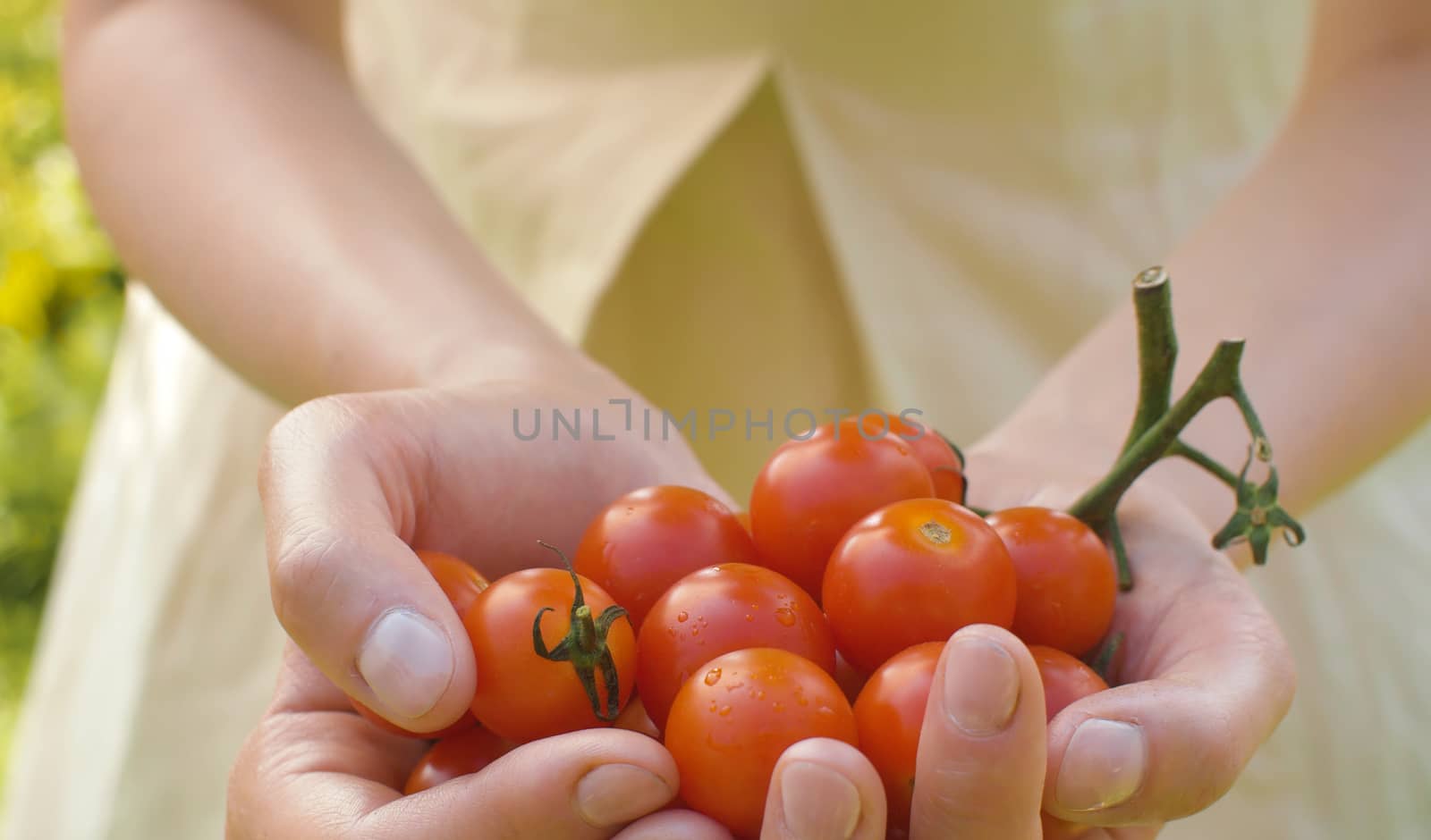 Close up female hands holding a ripe cherry tomatoes. Agriculture, gardening or ecology concept
