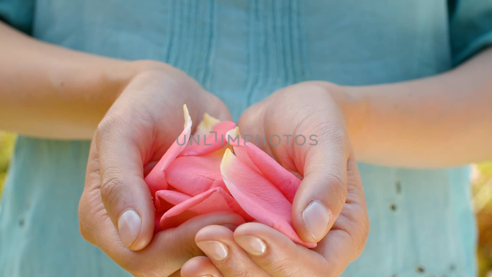Close up beautiful pink rose petals in female hands. Country life, nature, gardening