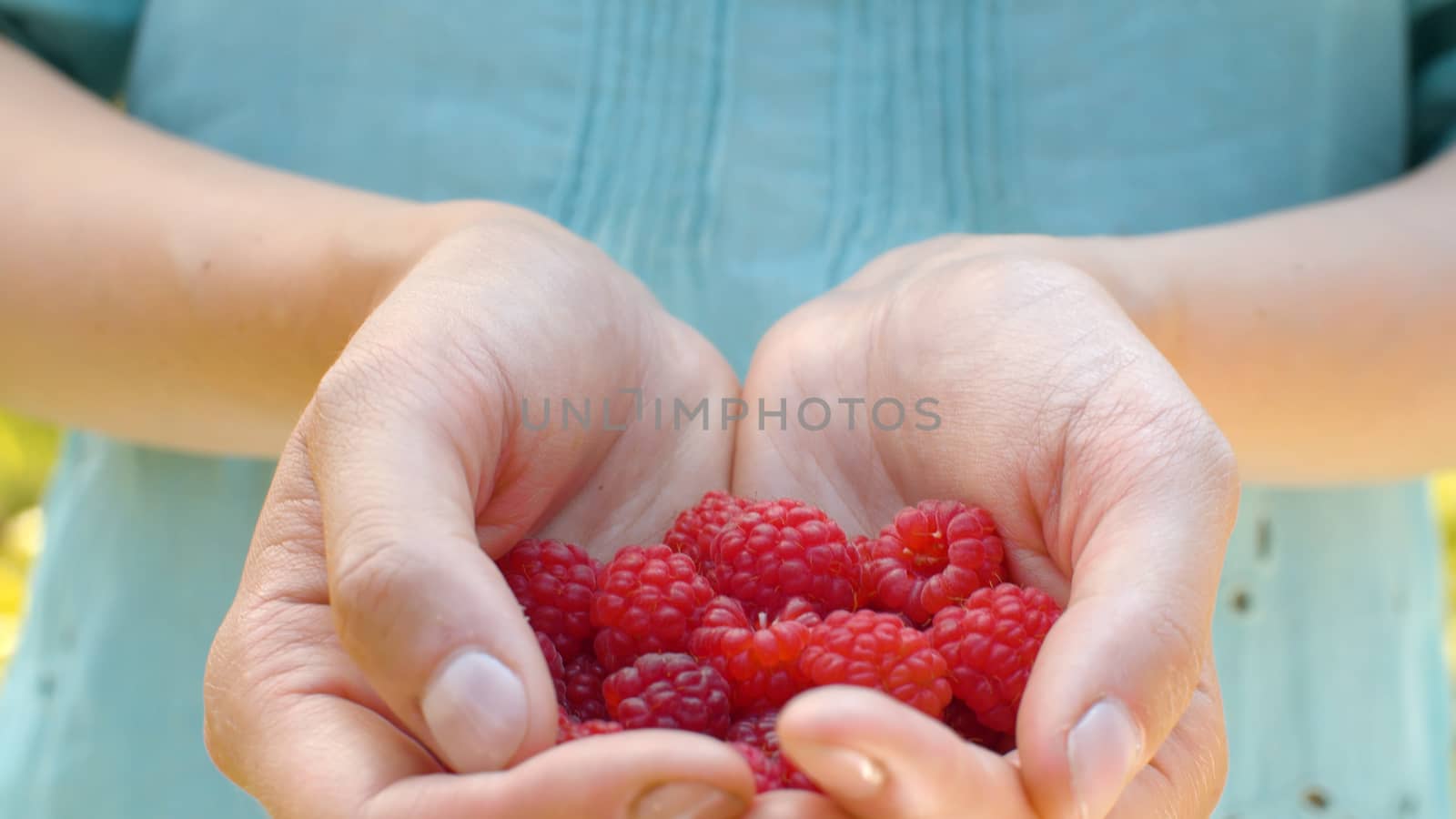 Close up ripe raspberries in female hands. Agriculture, gardening or ecology. Healthy fresh food concept