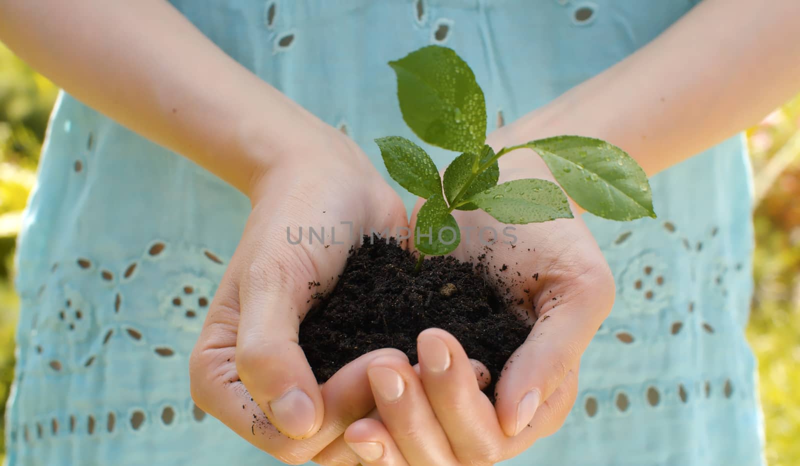 Female hands holding a seedling by Alize