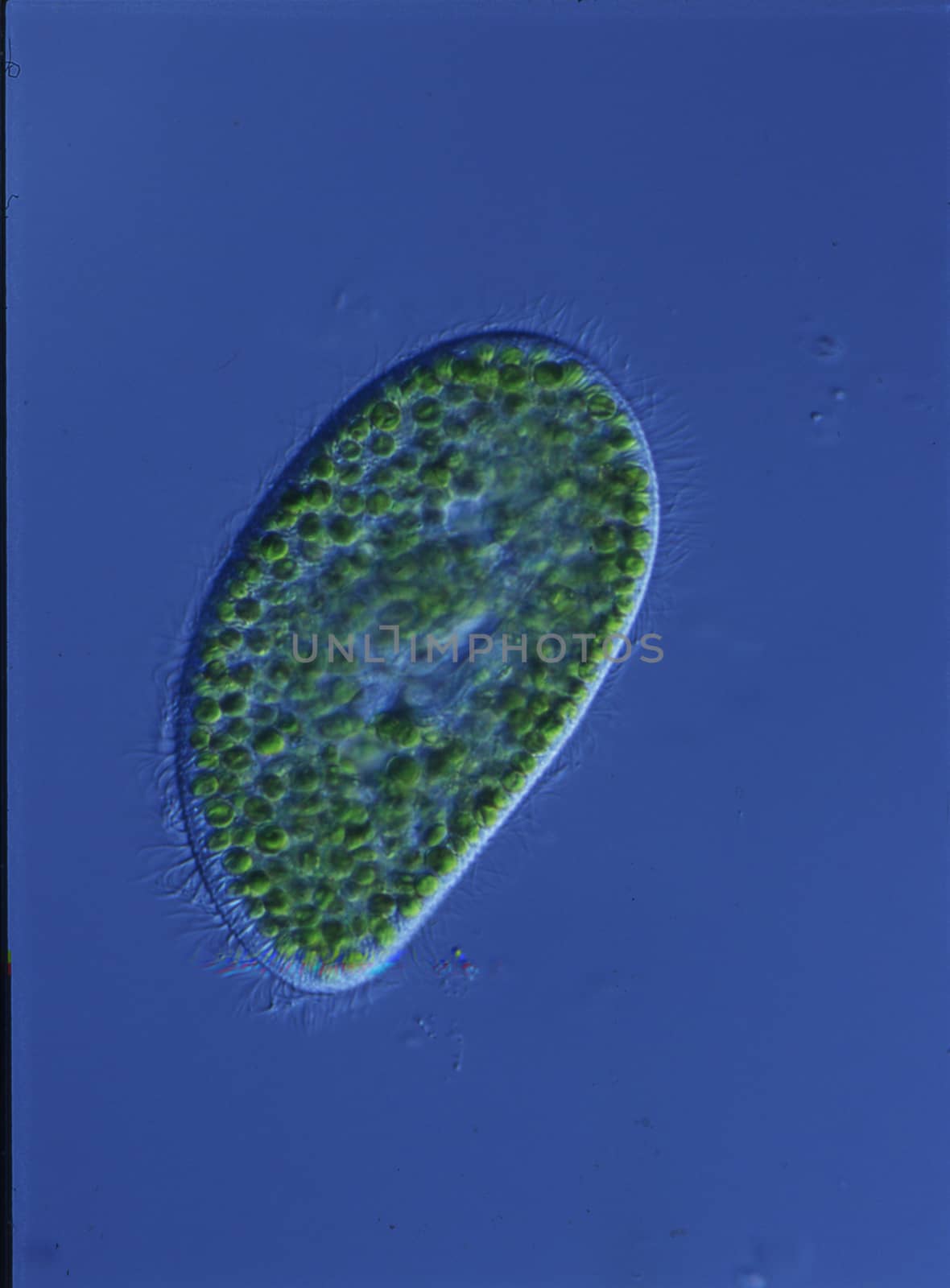 green slipper swims in the water under the microscope
