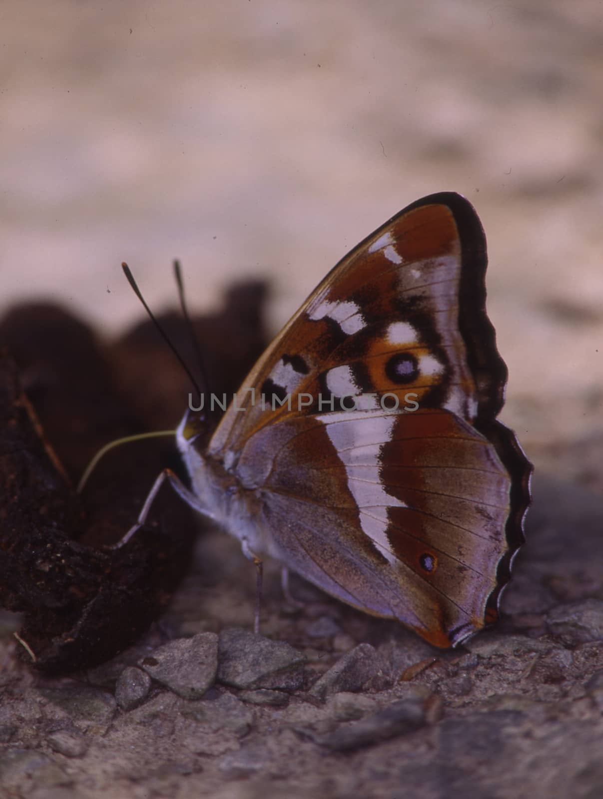 tropical swallowtail moth on a leaf by Dr-Lange