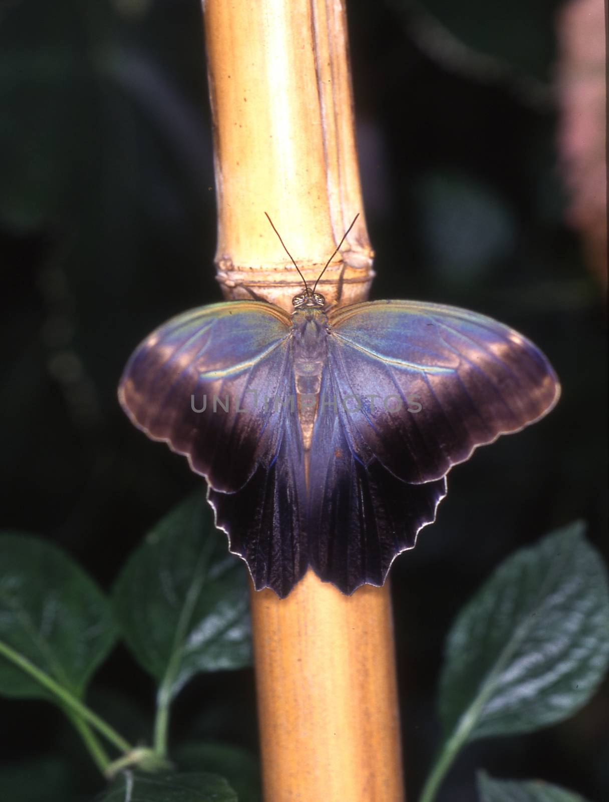 blue sail butterfly on leaf