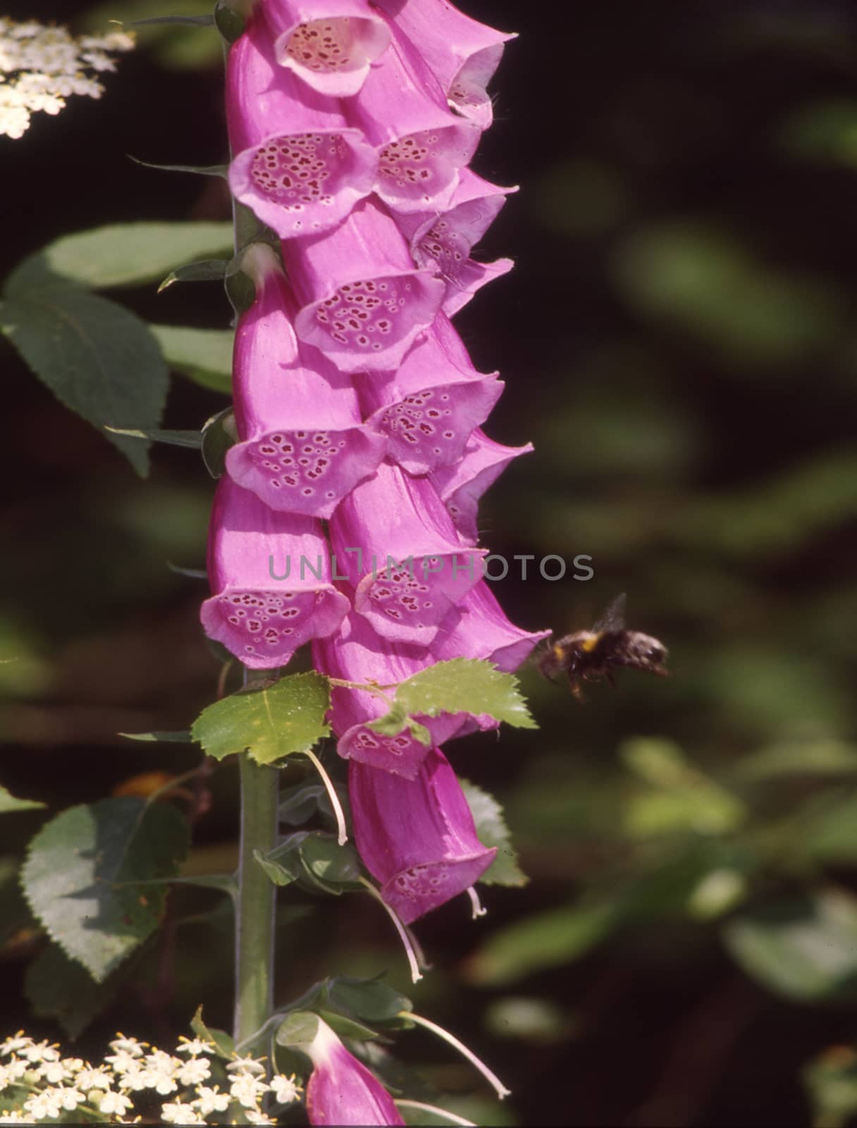 red foxglove flowers are visited by Hummel
