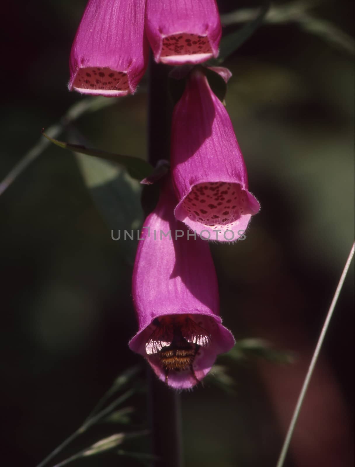 red foxglove flowers are visited by Hummel by Dr-Lange