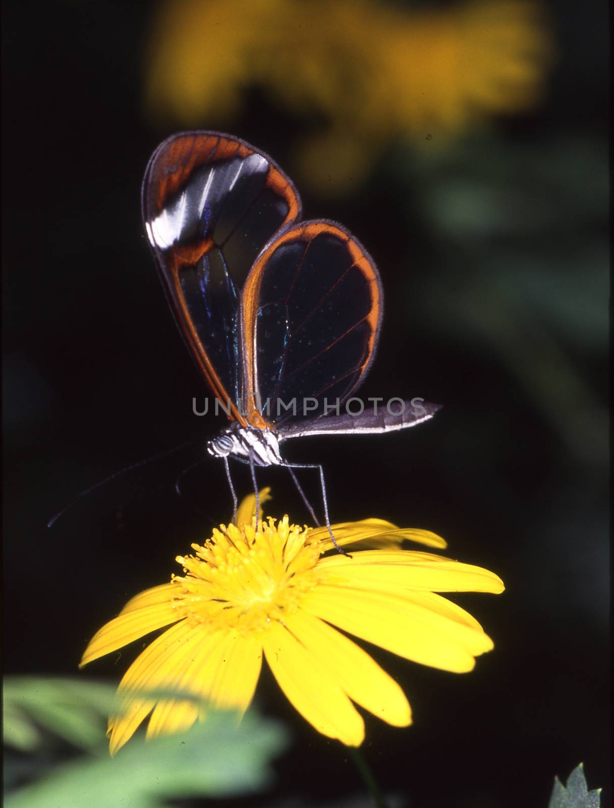 tropical glass butterfly on yellow flower