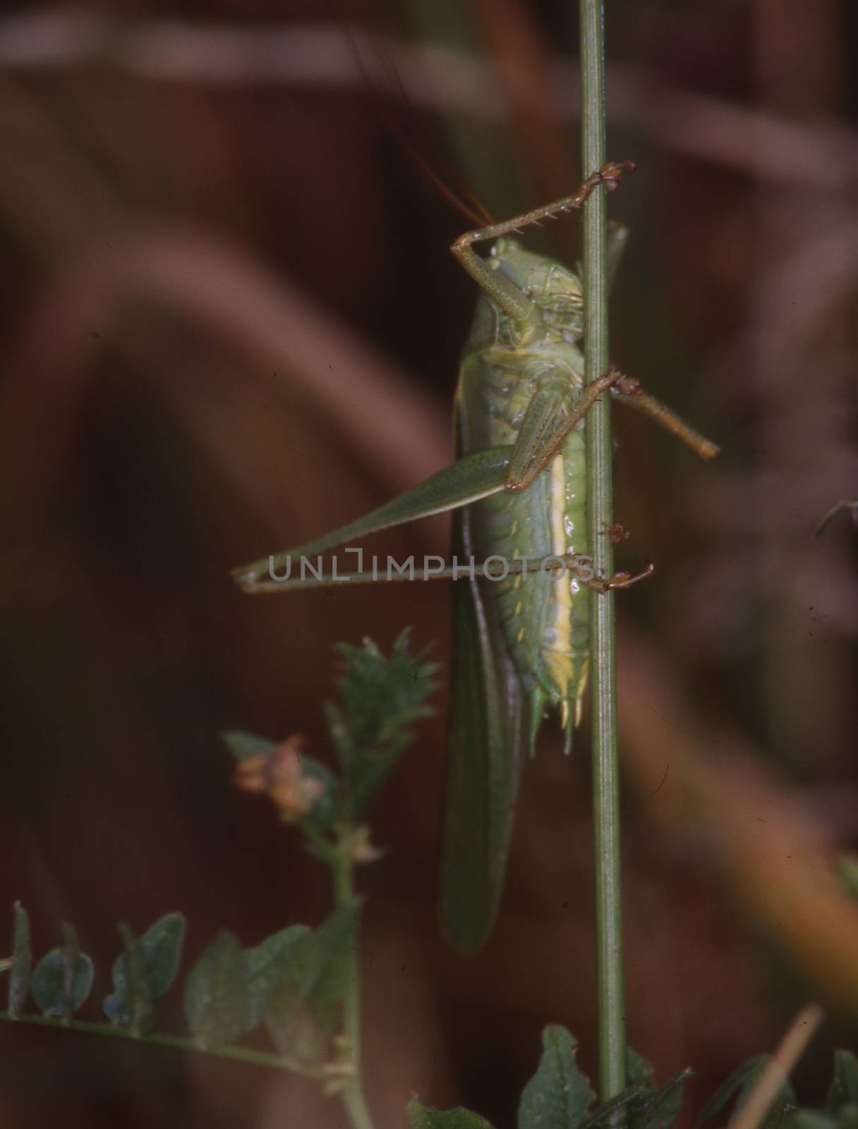 Grasshopper crouches on a blade of grass