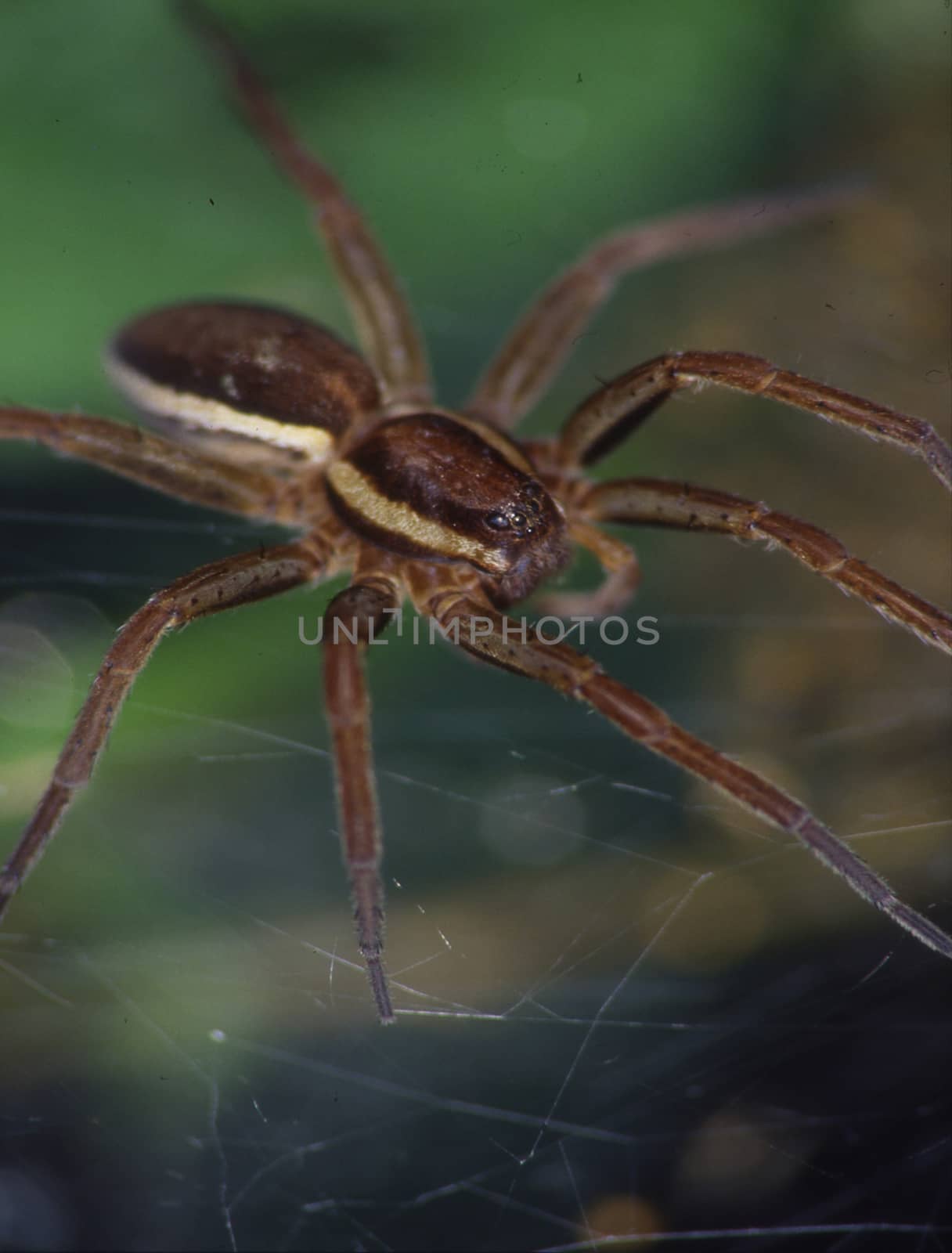 edged hunting spider in wait position by Dr-Lange