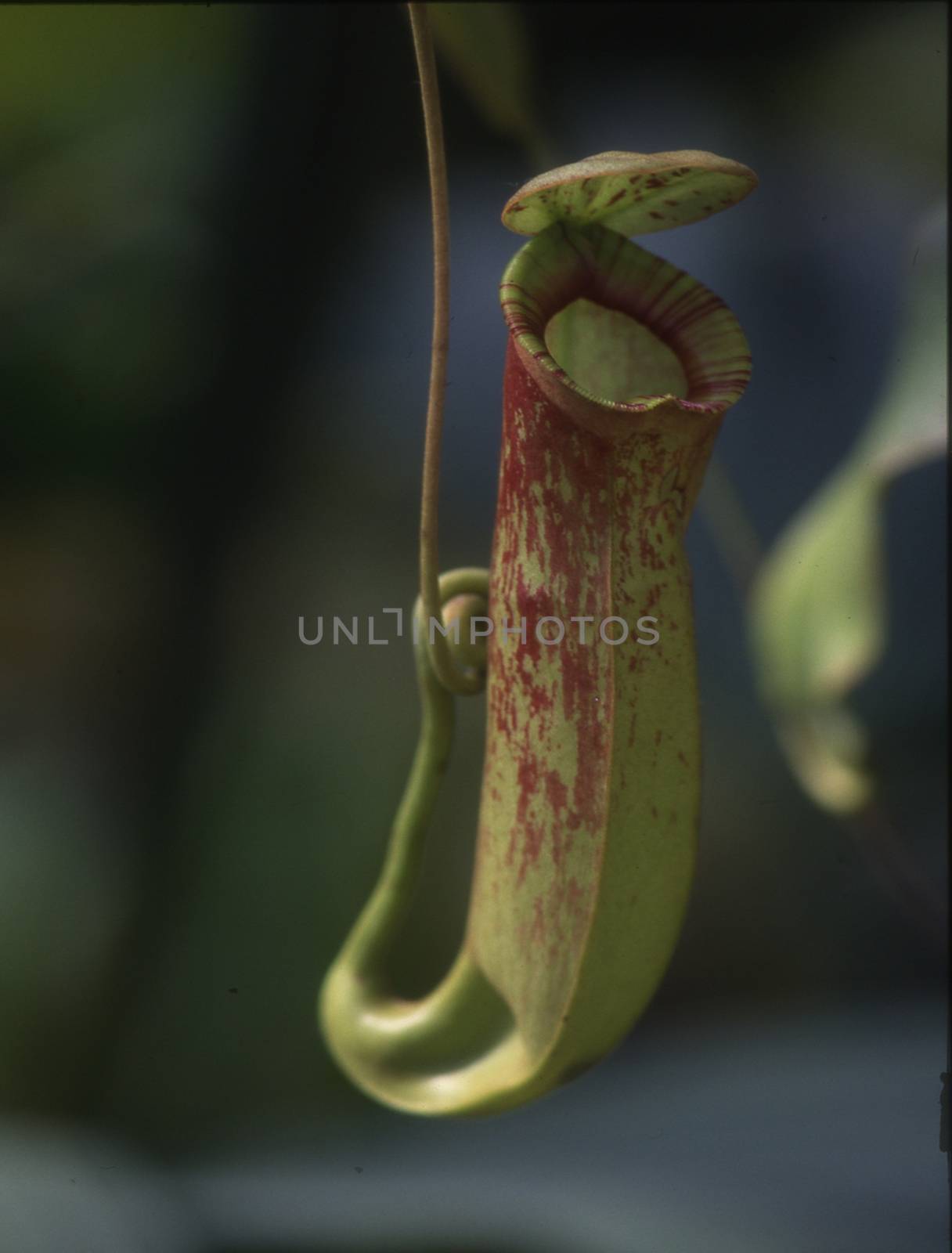 tropical carnivorous pitcher plant foraging by Dr-Lange