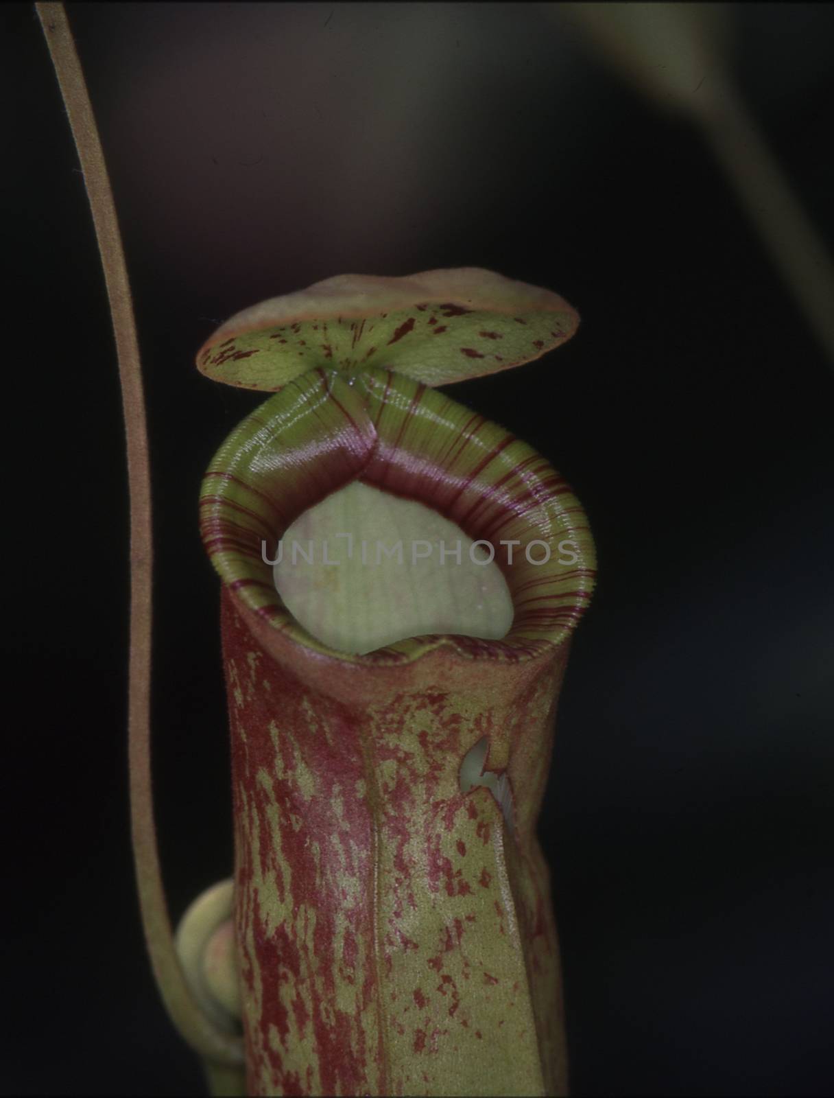 tropical carnivorous pitcher plant foraging by Dr-Lange