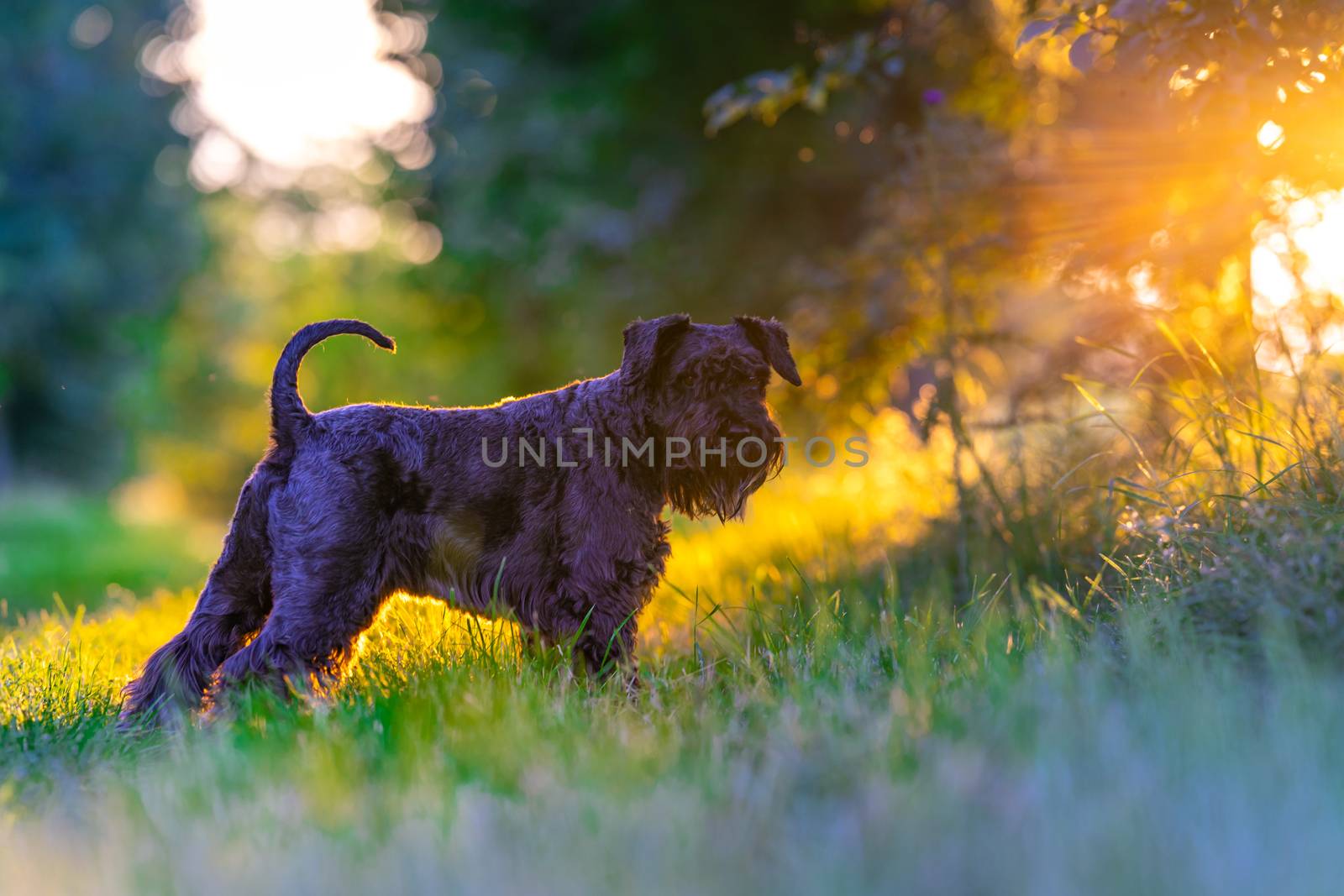 Dog walking through the woods at sunset.
