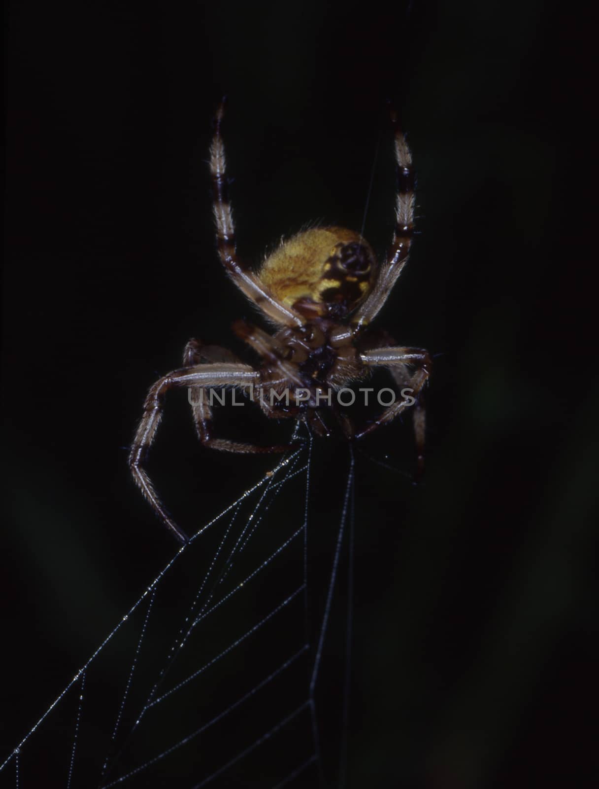 hairy garden garden spider on leaf by Dr-Lange