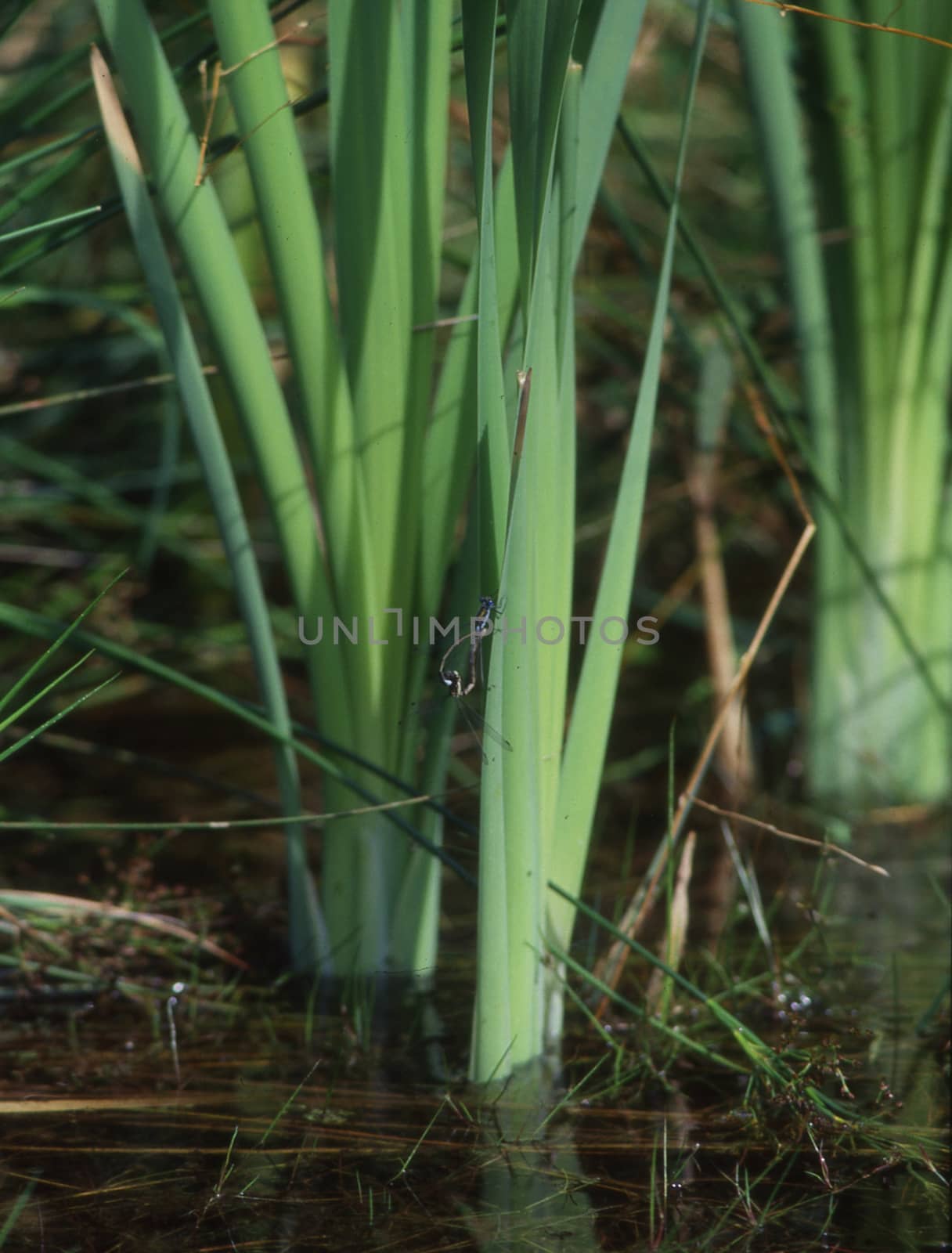 Dragonflies in flight and laying eggs