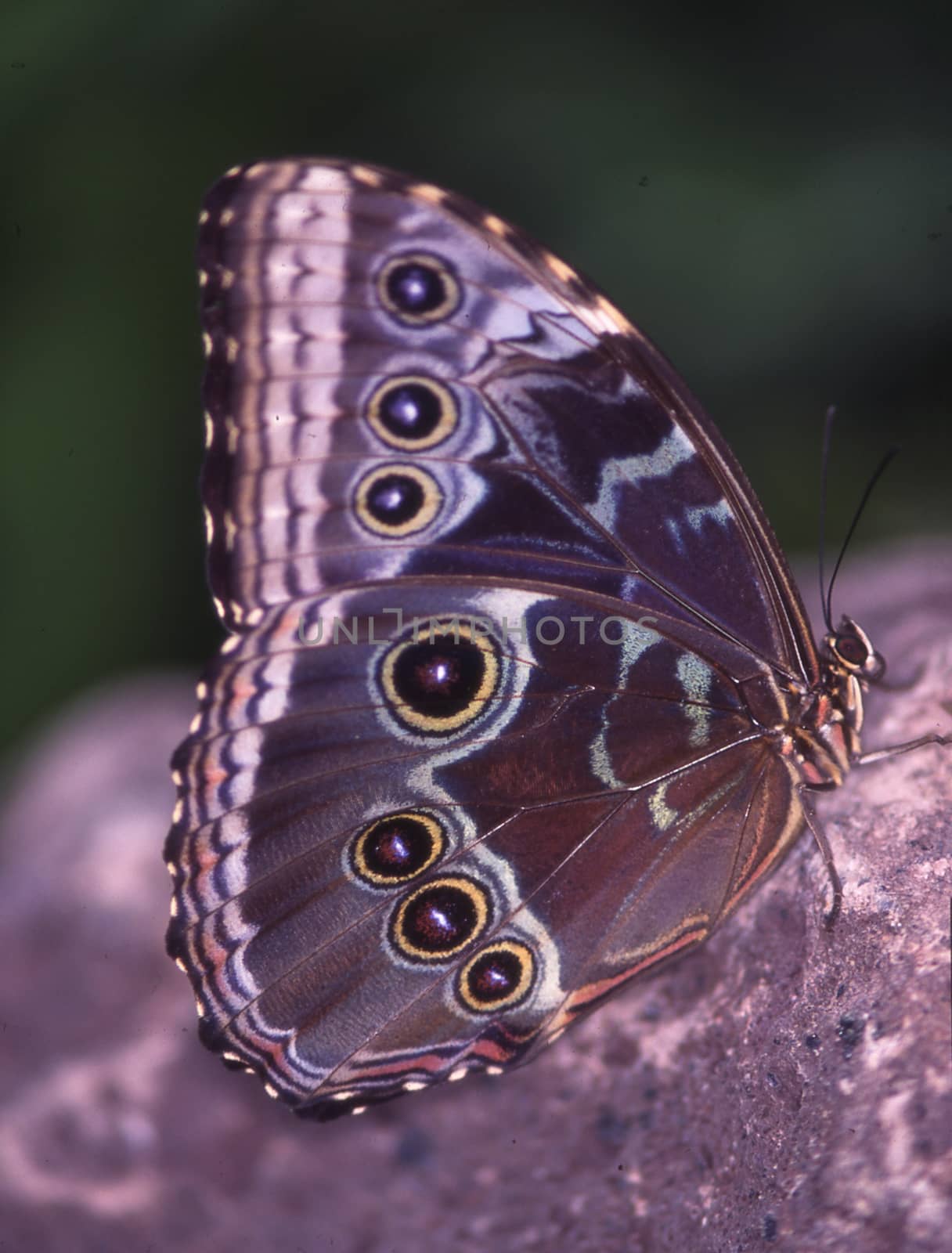 tropical swallowtail moth on a leaf