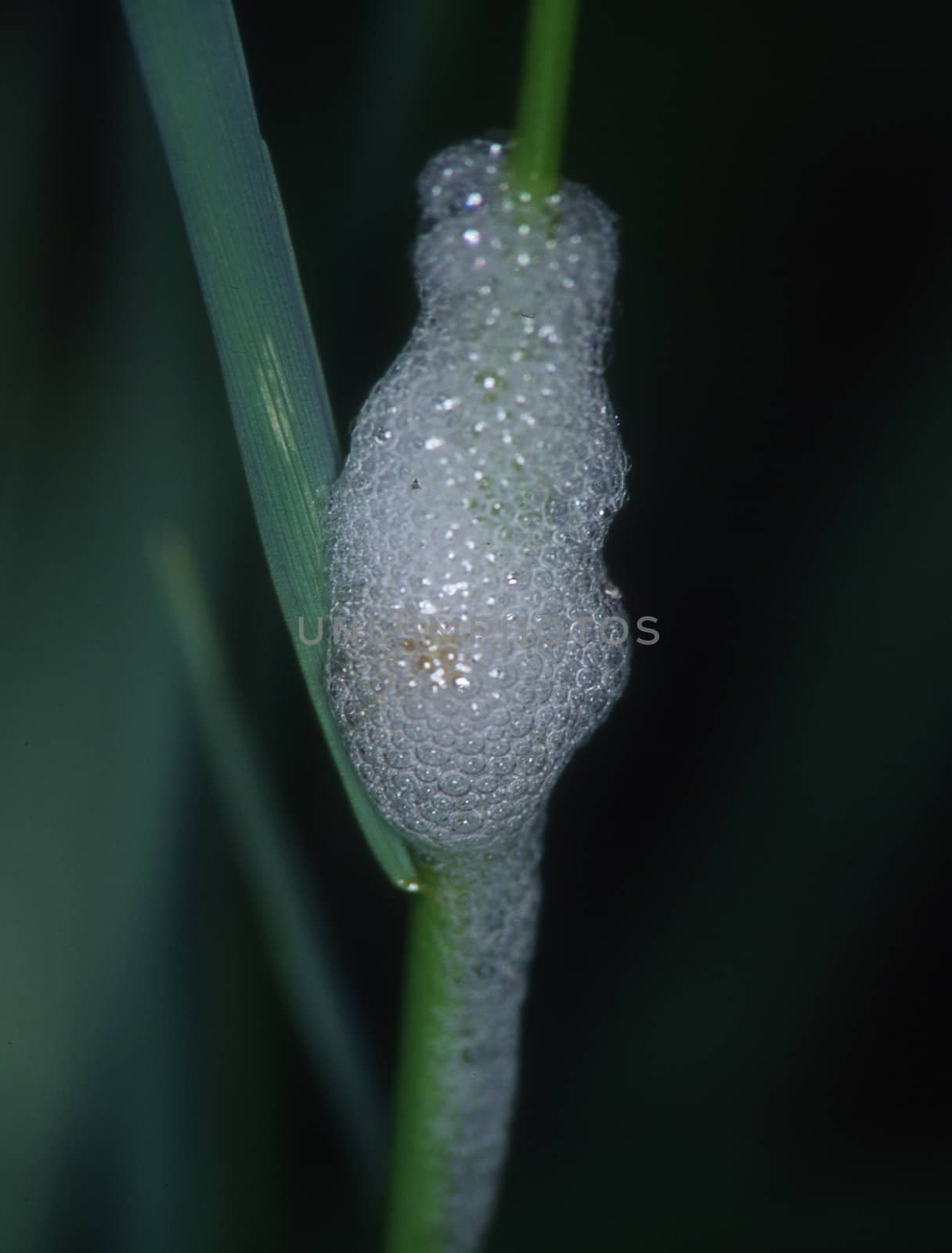 Blade of grass with foamed cicada by Dr-Lange