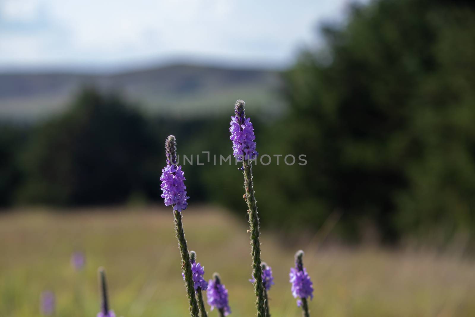 A close up of a purple Gayfeather flower in the wild of Nebraska by gena_wells