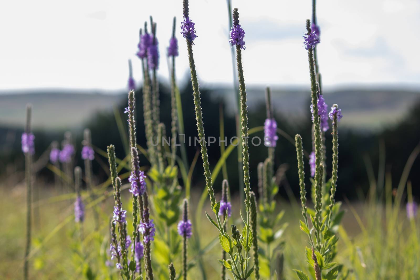 A close up of a purple Gayfeather flower in the wild of Nebraska by gena_wells