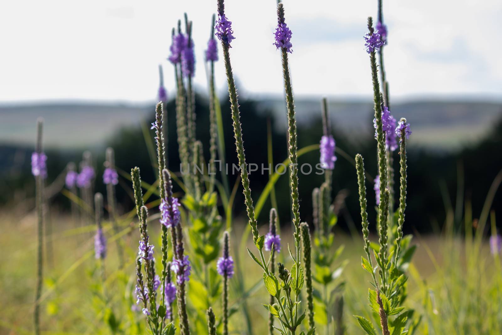 A close up of a purple Gayfeather flower in the wild of Nebraska . High quality photo