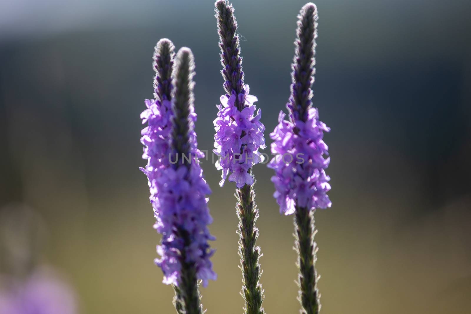 A close up of a purple Gayfeather flower in the wild of Nebraska by gena_wells