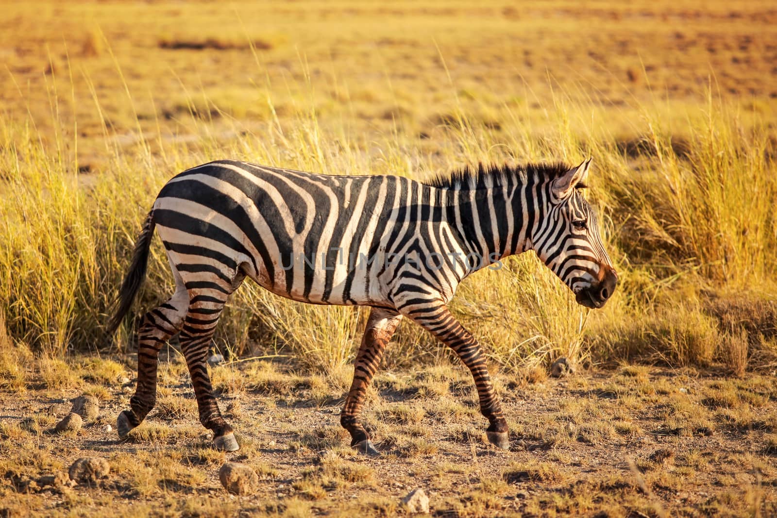 Plains zebra (Equus quagga) from side, lit by afternoon sun, wal by Ivanko