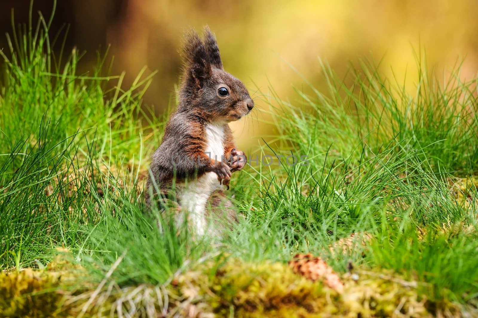 Eurasian red squirrel (Sciurus vulgaris) sitting in fresh green grass with moss and conifer cones in foreground and blurred forest in back.