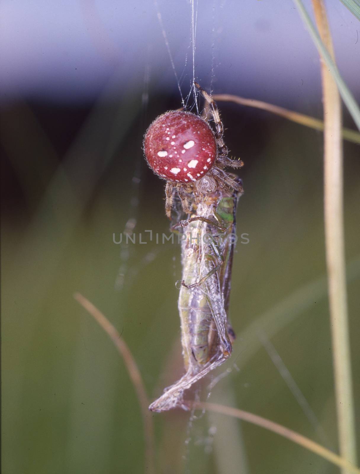 red four-spot garden spider eats grasshopper by Dr-Lange