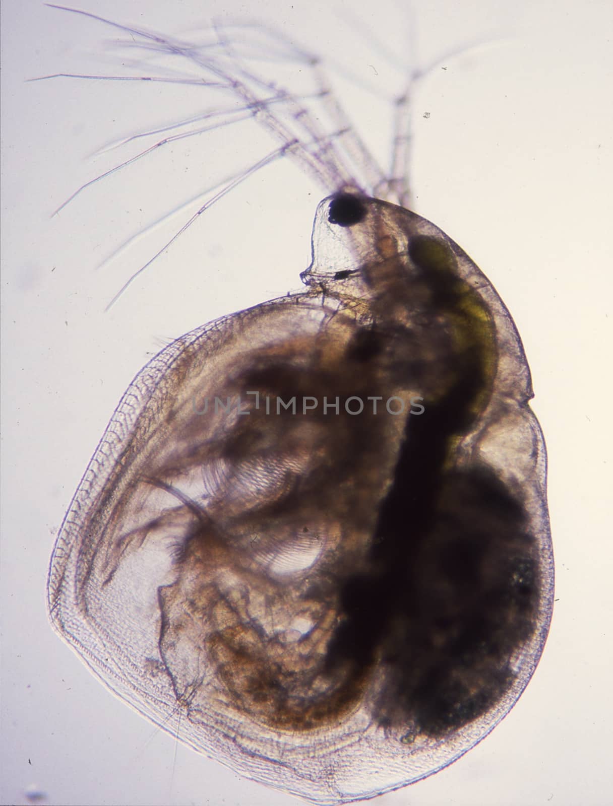 Water flea gives birth to live young 100x