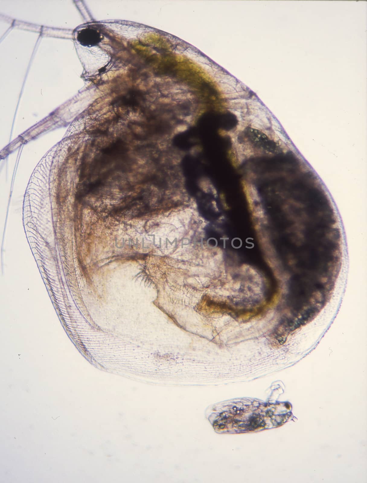 Water flea gives birth to live young 100x