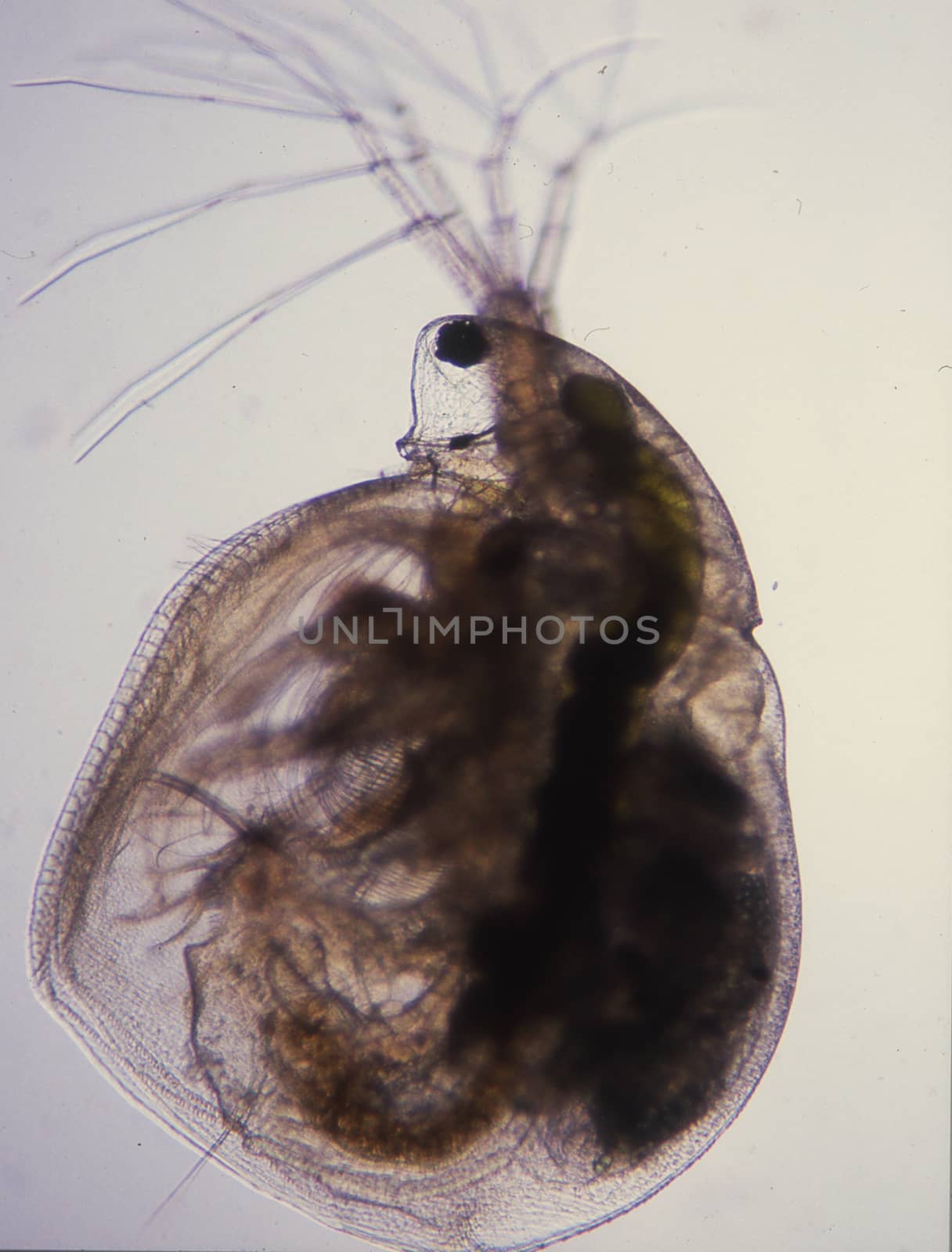 Water flea gives birth to live young 100x