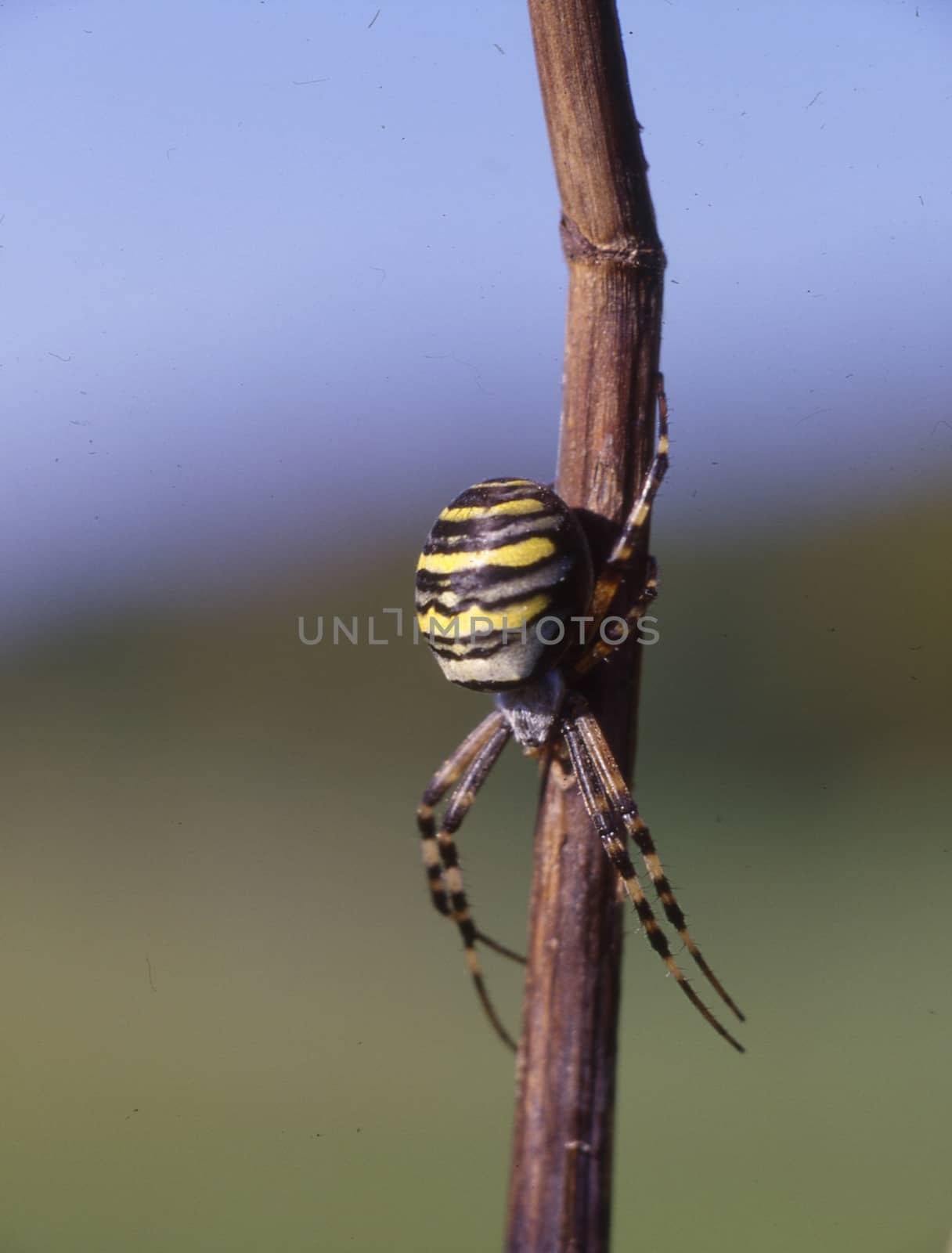 Wasp spider sits on a blade of grass by Dr-Lange