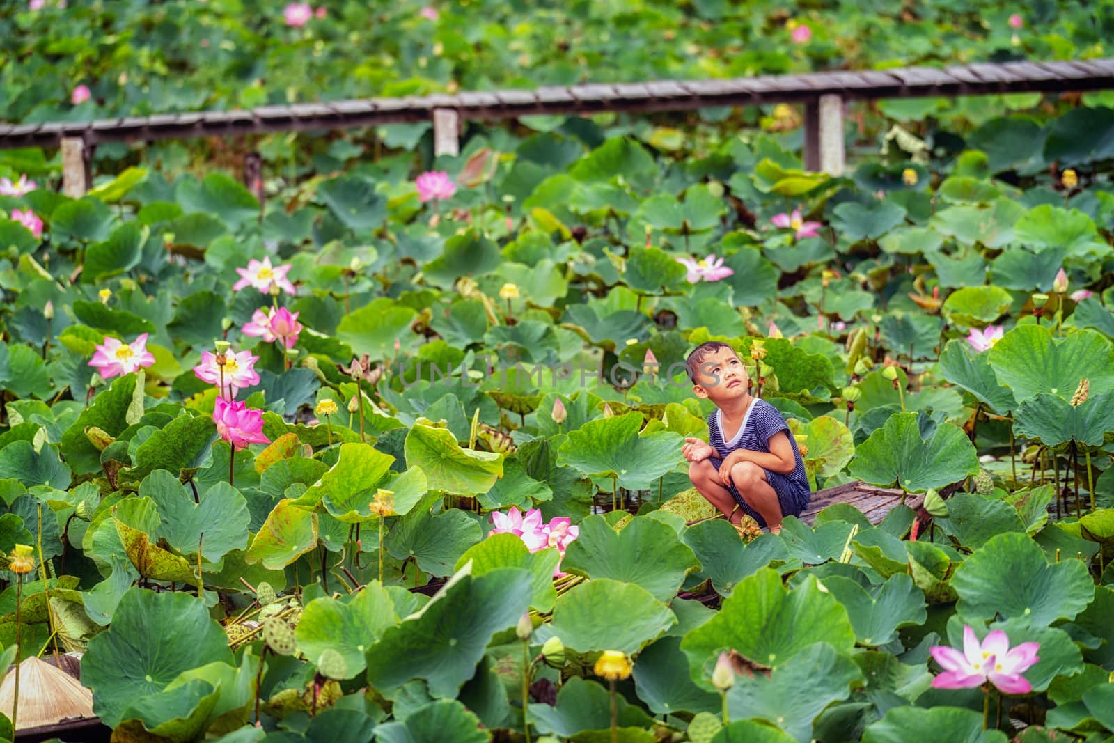 Vietnamese boy playing with the pink lotus over the traditional wooden boat in the big lake at thap muoi, dong thap province, vietnam, culture and life concept