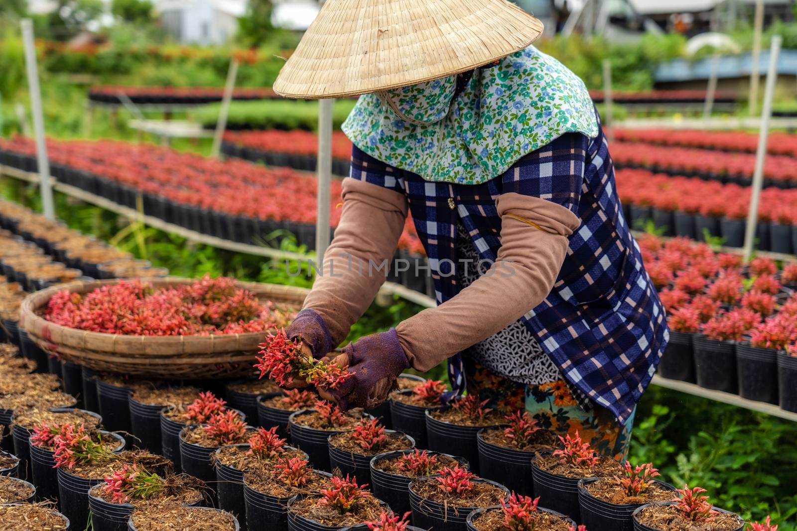Closeup vietnamese farmer working with red flowers garden in sad by Tzido