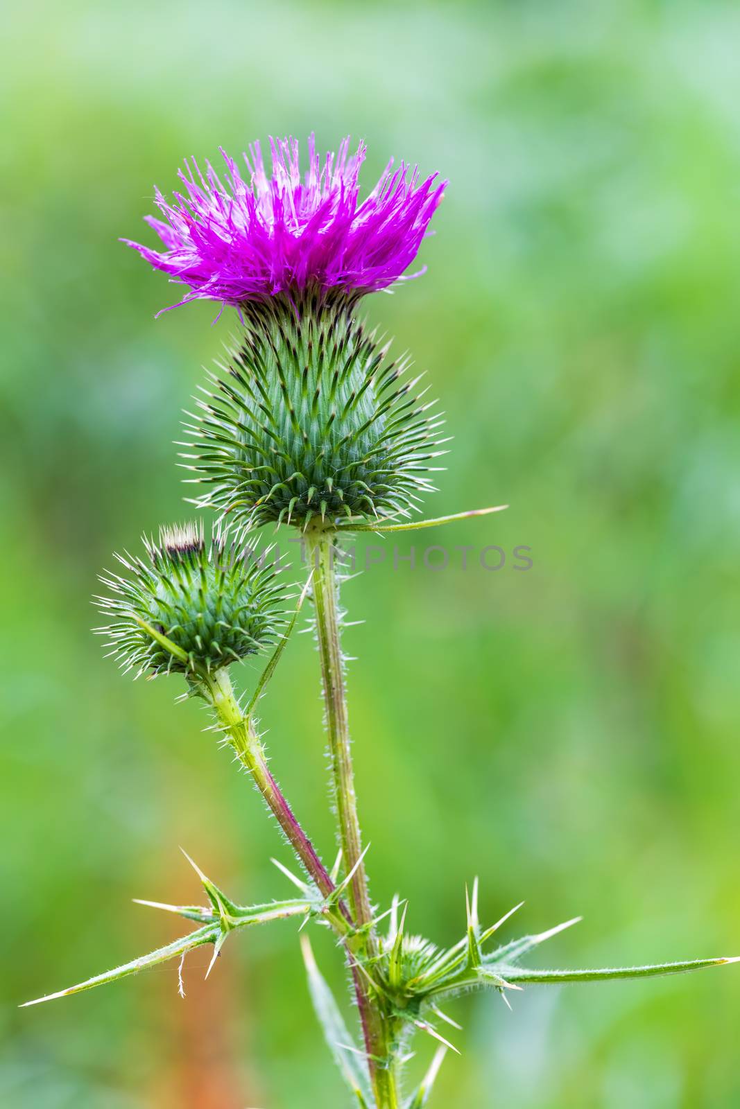 Spear Thistle (Cirsium Vulgare), the spear thistle, bull thistle, or common thistle, blooming outdoor in summer