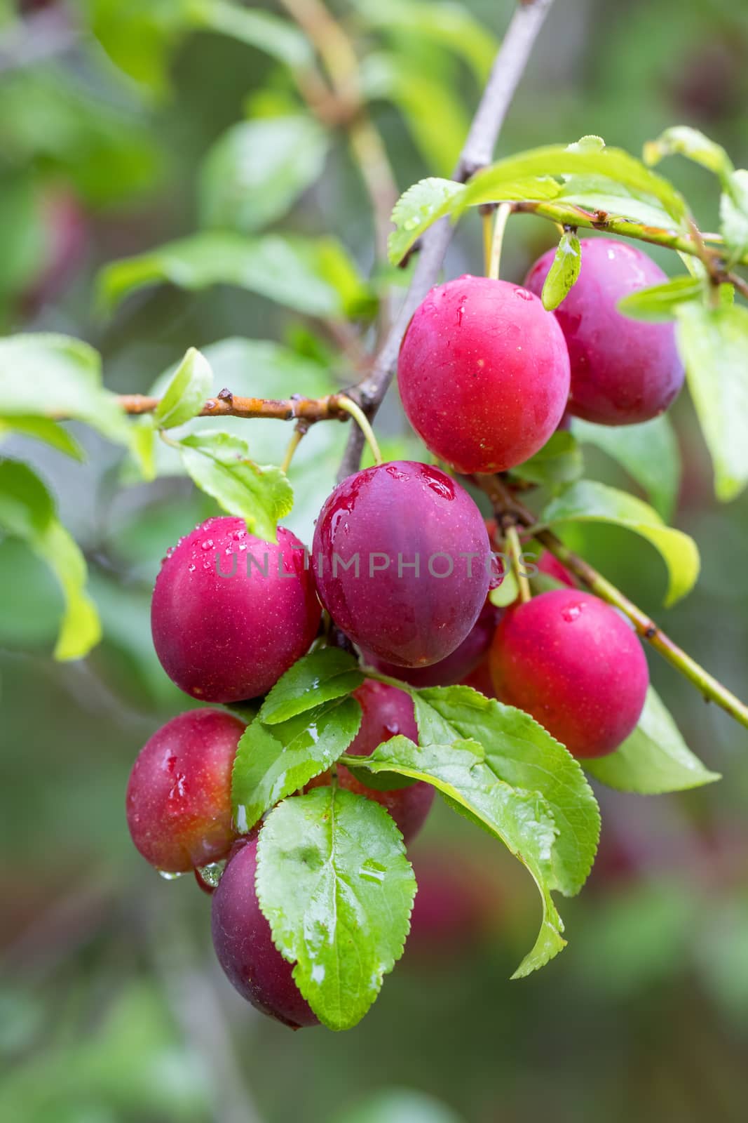 Raw red plum mirabelle fruit growing on tree. Prunus domestica, Czech Republic