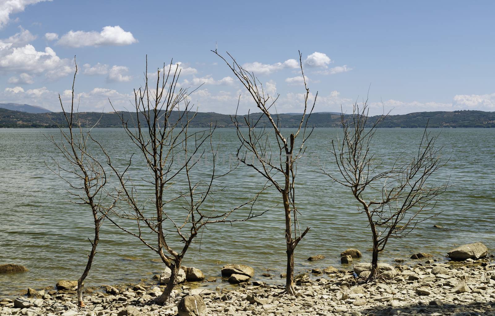 Along the coast of Trasimeno lake -Italy - beautiful dead trees on rocks  near the water