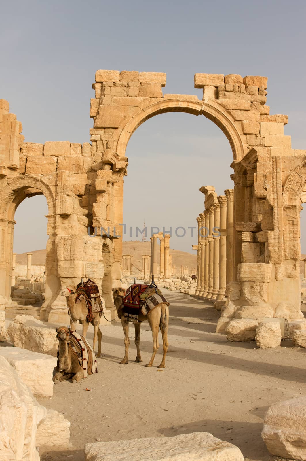 Palmyre Syria 2009 This ancient site has many Roman ruins, these standing columns and Arch of Triumph with camels shot in late afternoon sun with the citadel on the hill in the background . High quality photo