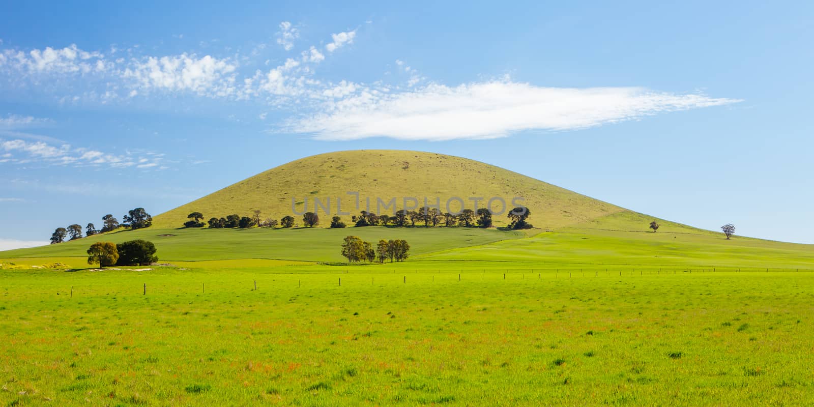 Canola fields and paddocks on a clear sunny day near Smeaton in the Victorian goldfields, Australia