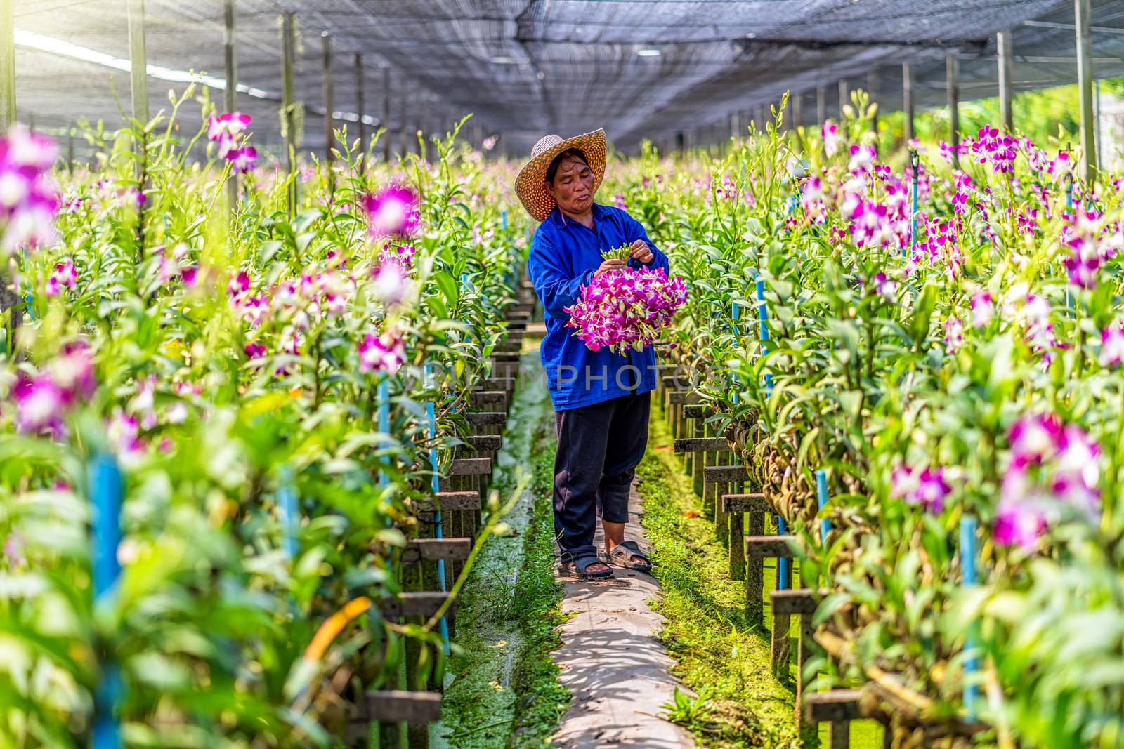 Asian gardener of orchid gardening farm cutting and collection the orchids, The purple colors are blooming in the garden farm, Purple orchids in farming of bangkok, thailand.