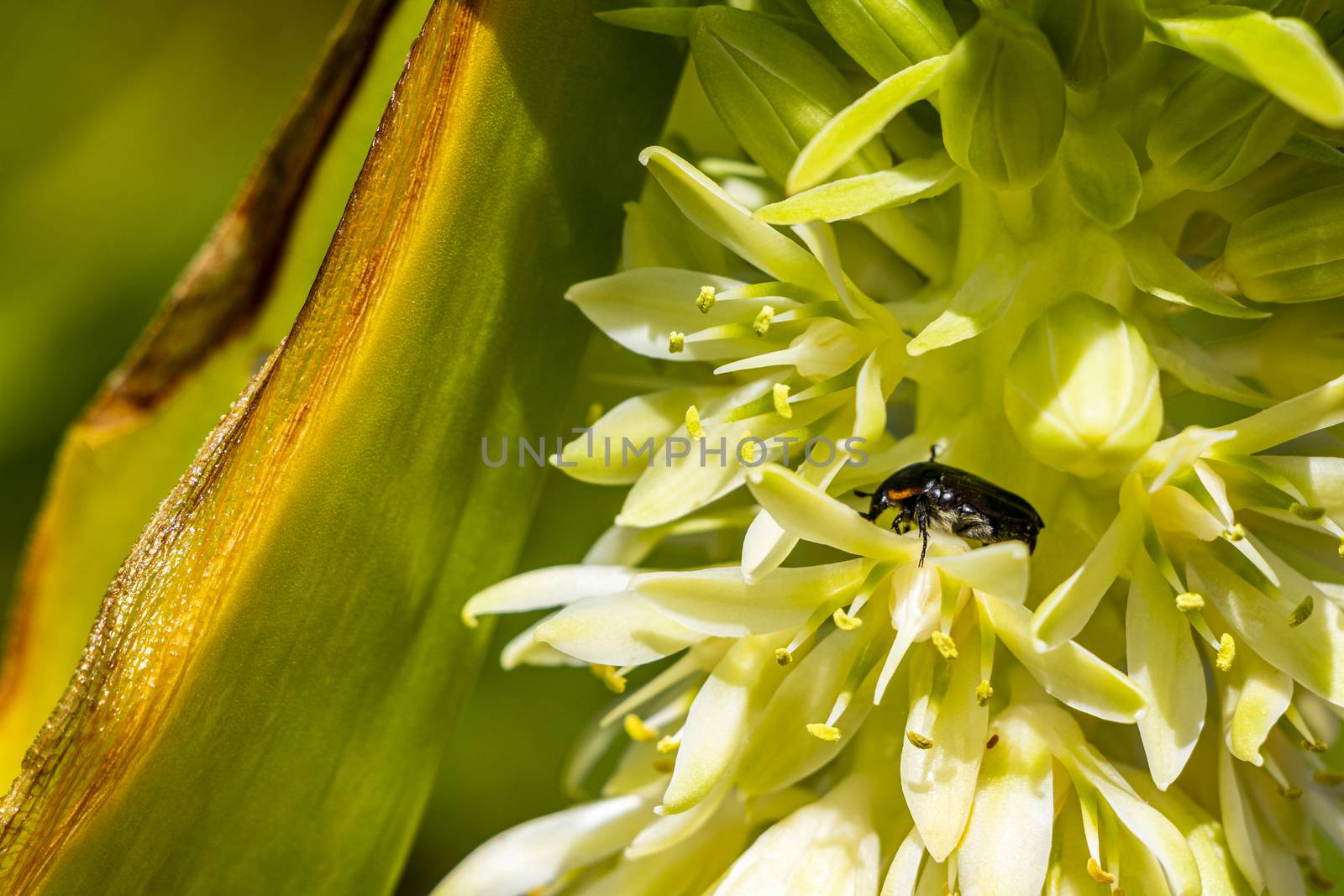 Black African beetle in yellow flowers bloom. by Arkadij