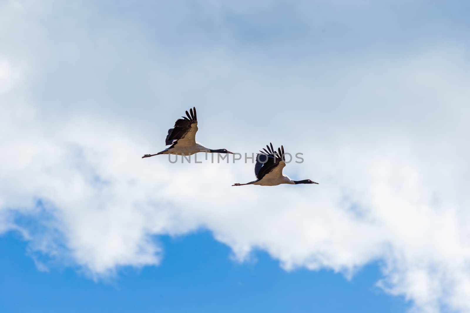Black-necked cranes flying in front of a white cloud