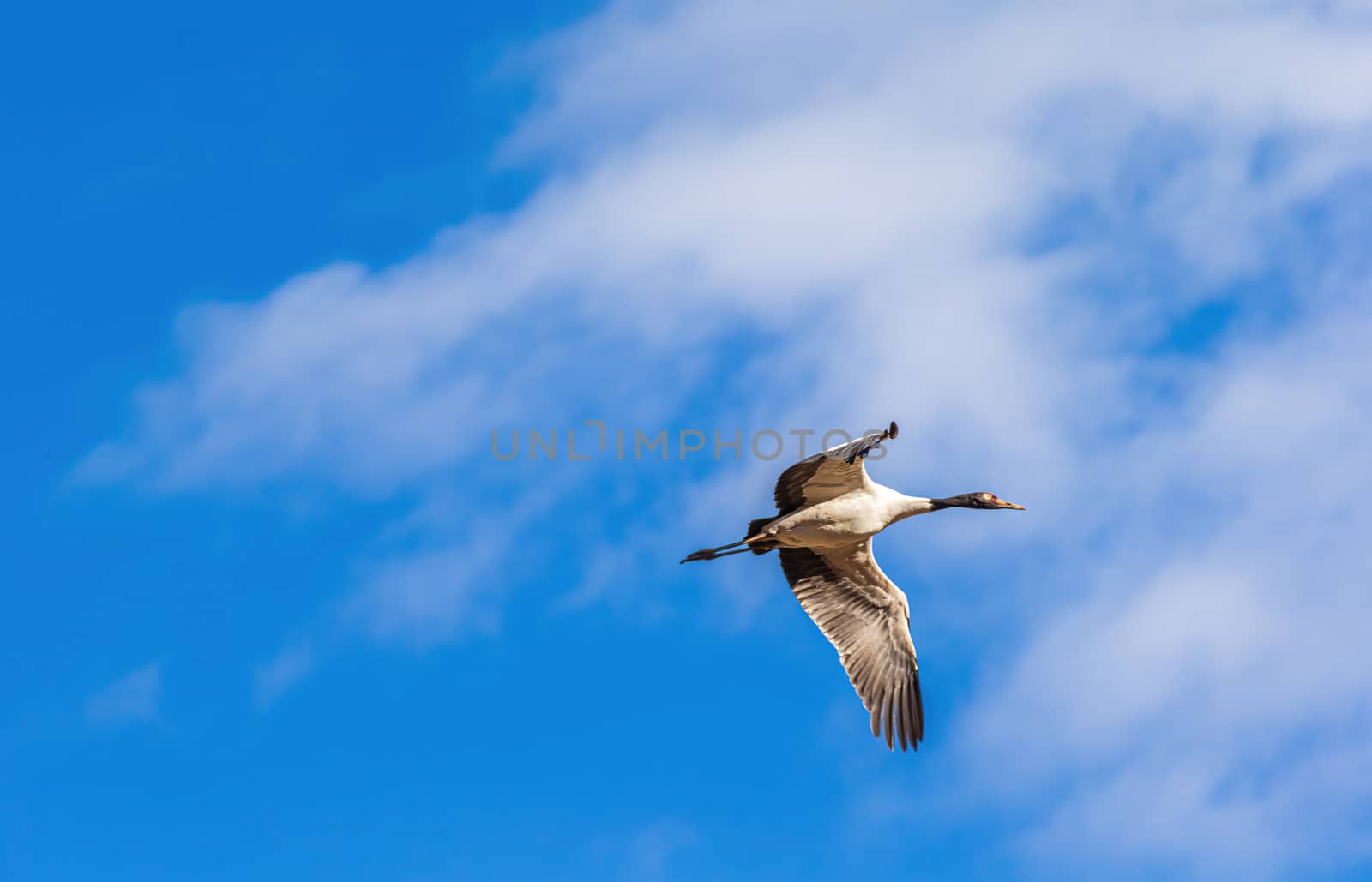 Black-necked crane flying in front of blue sky with white clouds