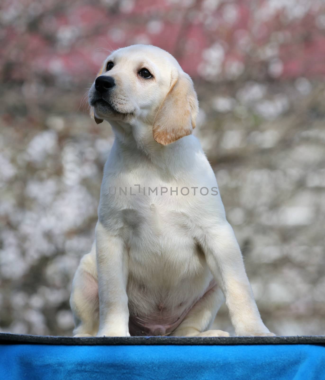 a little labrador puppy on a blue background