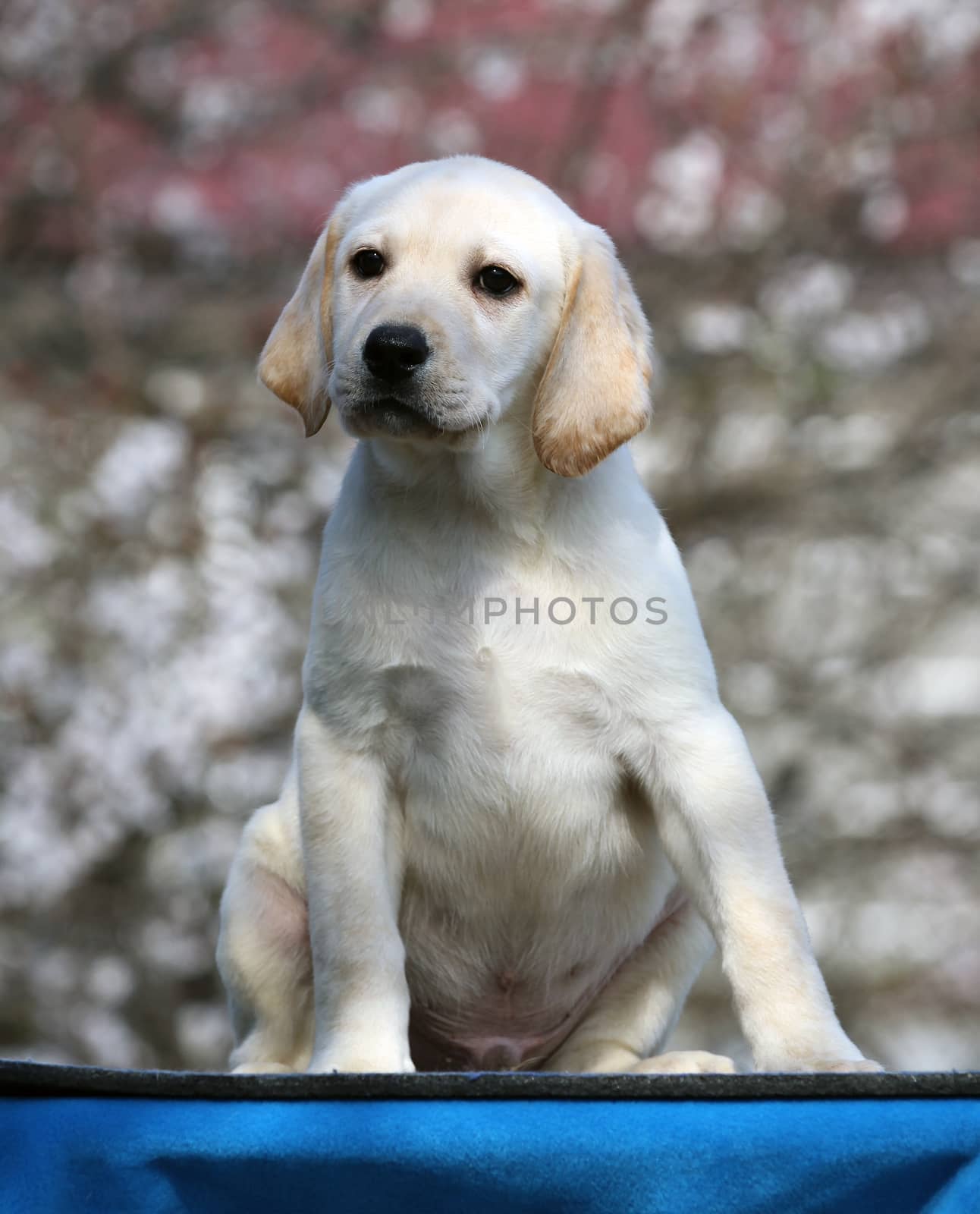 the little labrador puppy on a blue background