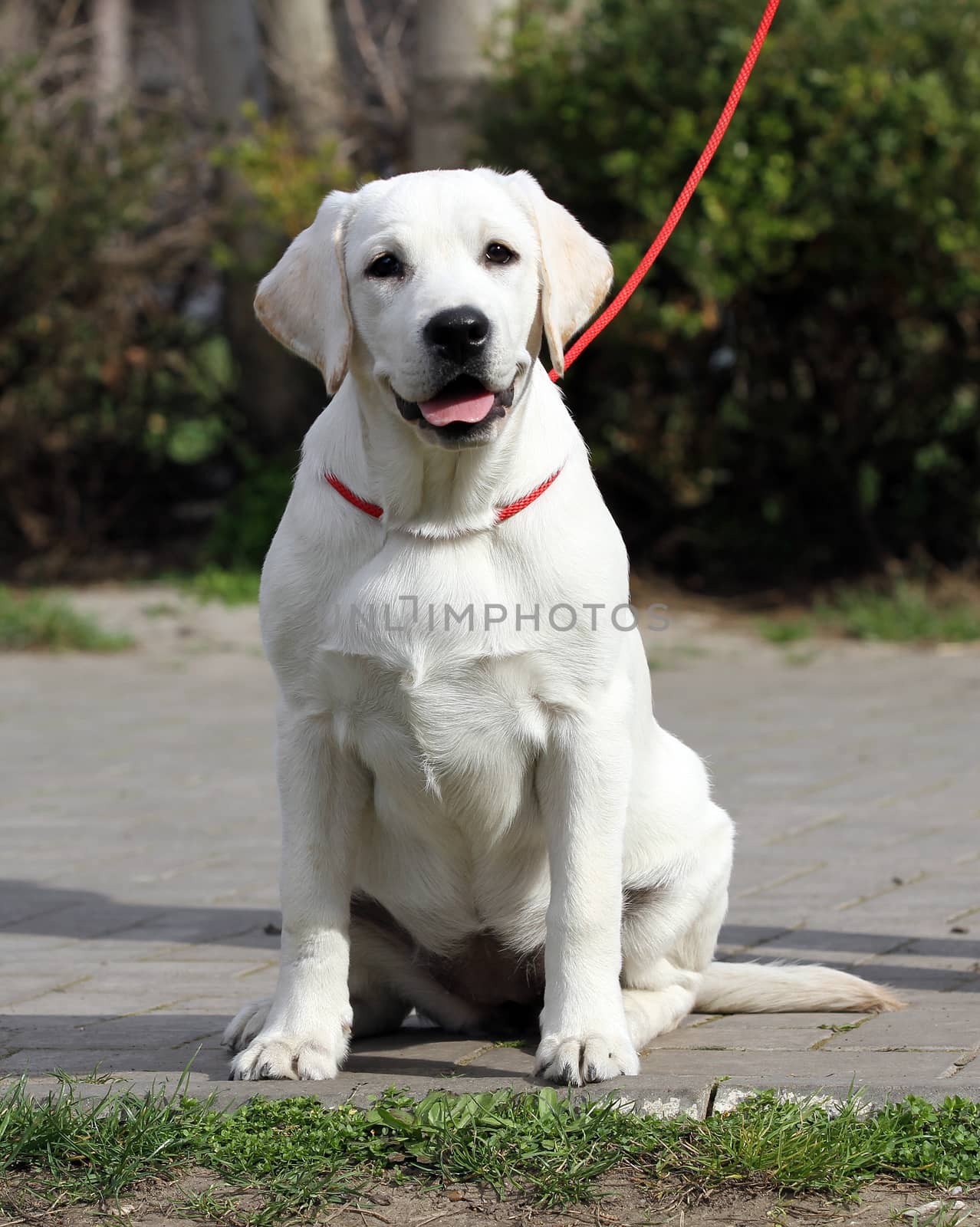 yellow labrador playing in the park