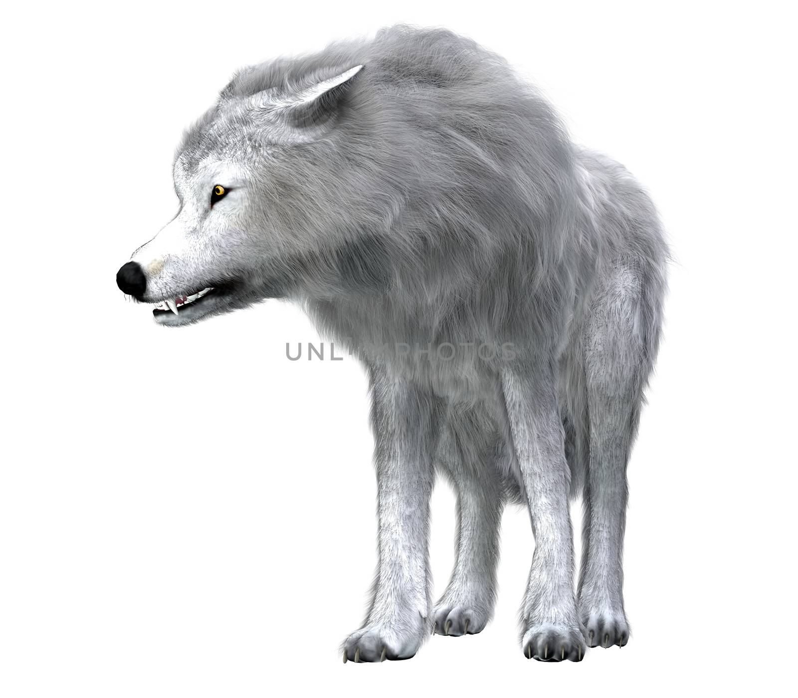 The predatory Dire Wolf prowled the forests of North and South America during the Pleistocene Period.