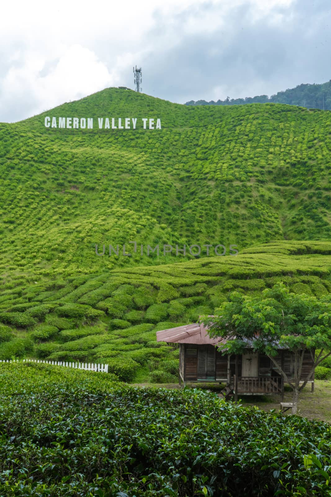 Tea plantations Cameron Valley. Green hills in the highlands of Malaysia. Tea production. Green bushes of young tea