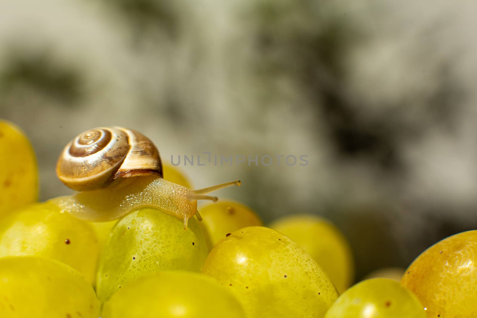 Close-up of a small snail crawling over grapes quiche mish.