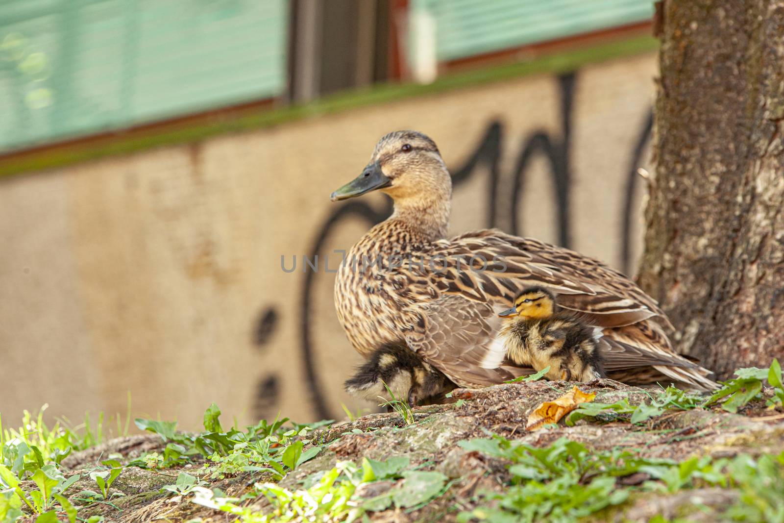 Duck with ducklings by pippocarlot