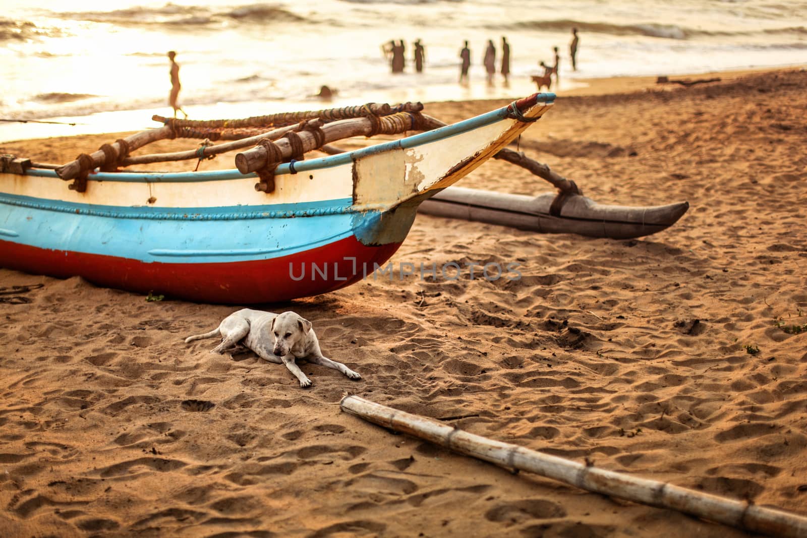 Stray dog laying on the beach sand, in front of fishing boat wit by Ivanko