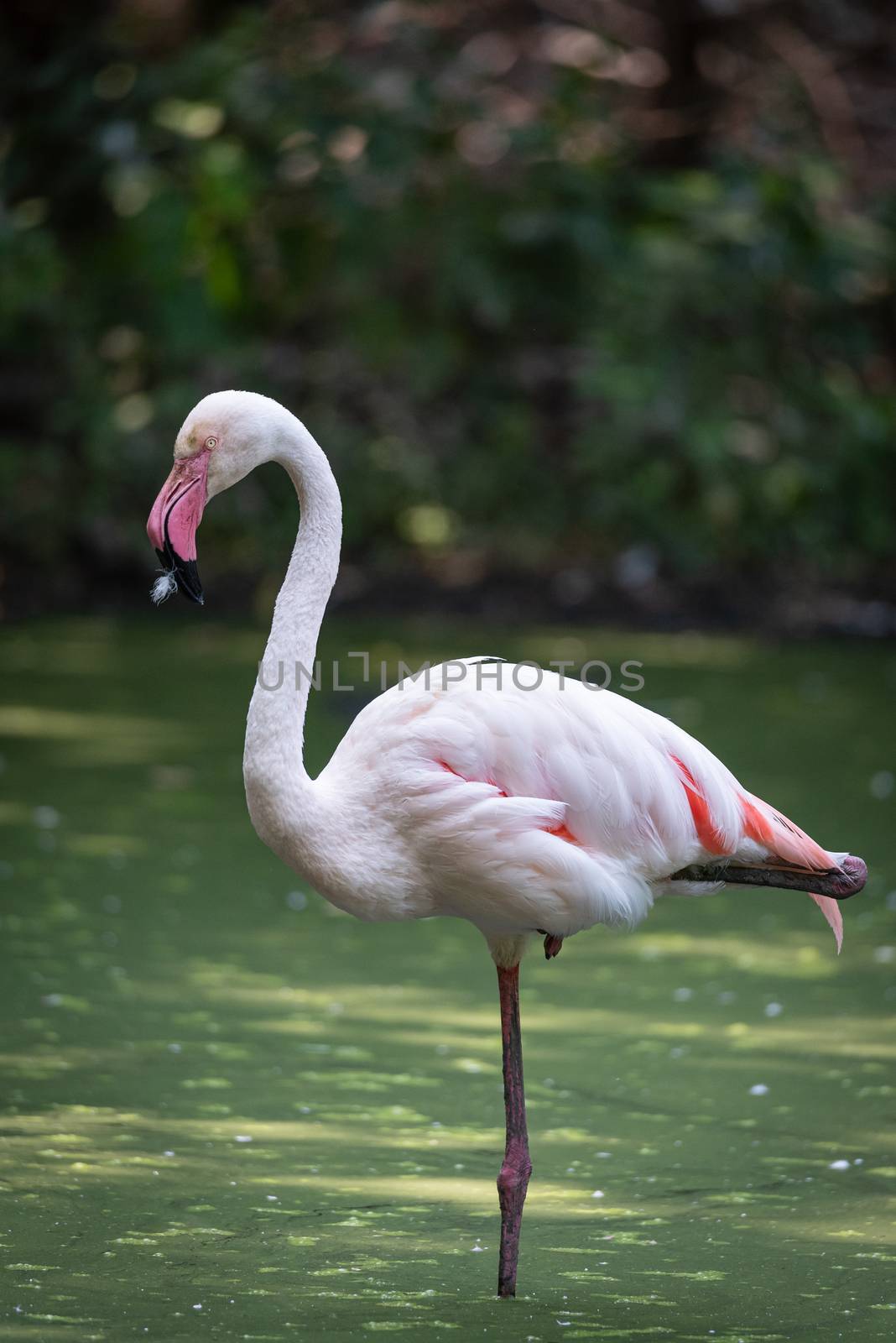 Pink flamingo immersed in the water of a pond by brambillasimone